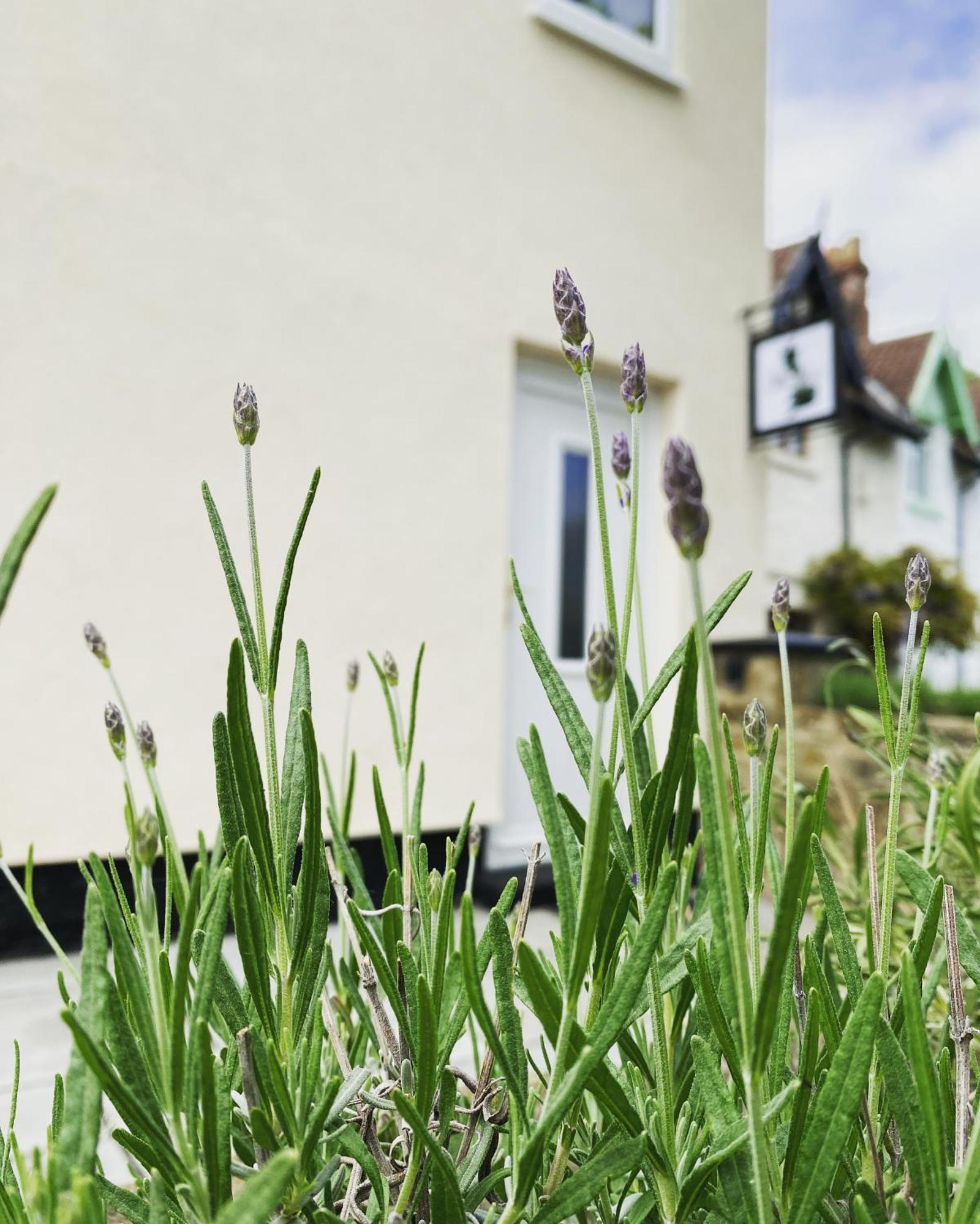 Work And Relax - Fast Wifi, Fireplace & Near Pub Newton Aycliffe Zewnętrze zdjęcie